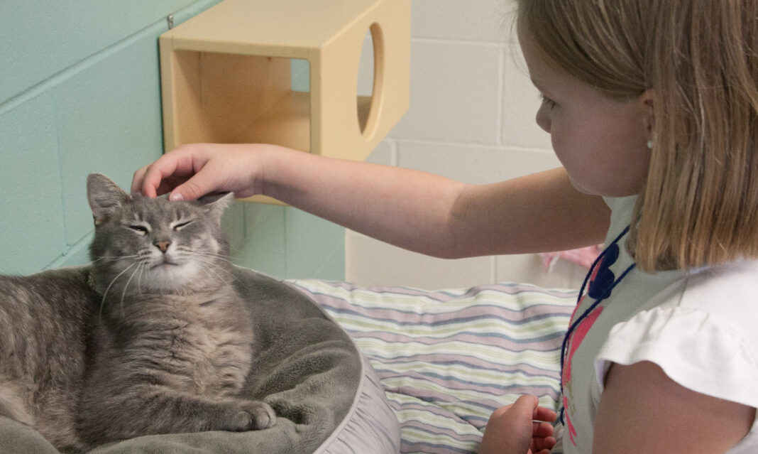A little girl learns how to be kind to animals by interacting with a cat