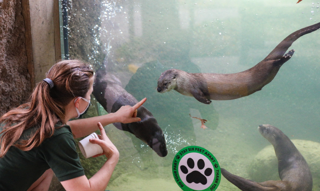 Potter Park Zoo otters and zookeeper - part of the Lansing Experience Pass