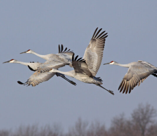 Sandhill Crane Tour at Eddy Discovery Center Sandhill Cranes at Eddy Discovery Center
