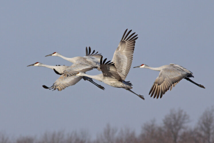Sandhill Cranes at Eddy Discovery Center