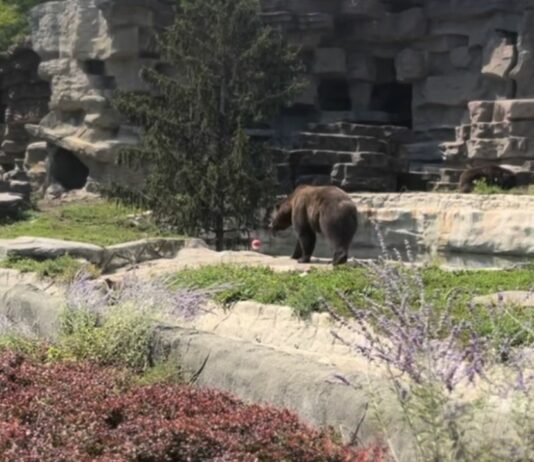 Family Guide to Royal Oak: 10 Fun Things to Do with Kids Detroit Zoo