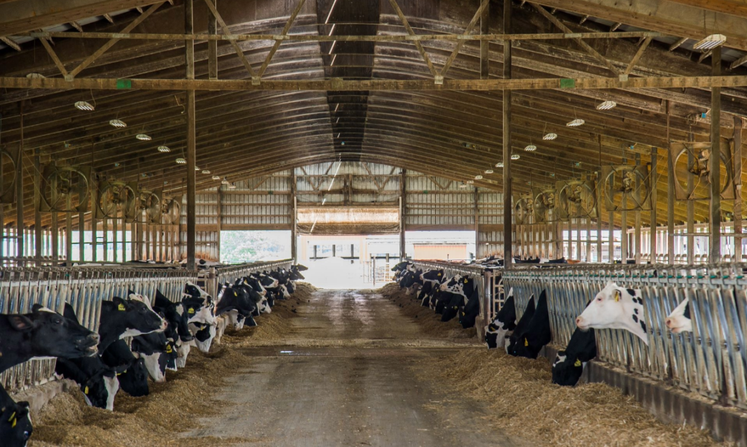 Michigan dairy cows at Crandall dairy farm cow barn