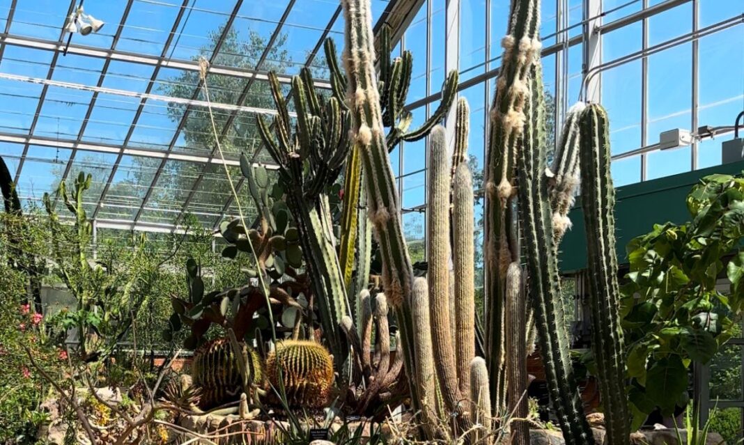 The desert room at Matthaei Botanical Gardens in metro Detroit, showcasing towering cacti and diverse succulents under a bright glass greenhouse.