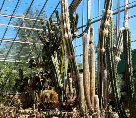 Beat the Winter Blues at These Metro Detroit Summer-Themed Spots The desert room at Matthaei Botanical Gardens in metro Detroit, showcasing towering cacti and diverse succulents under a bright glass greenhouse.