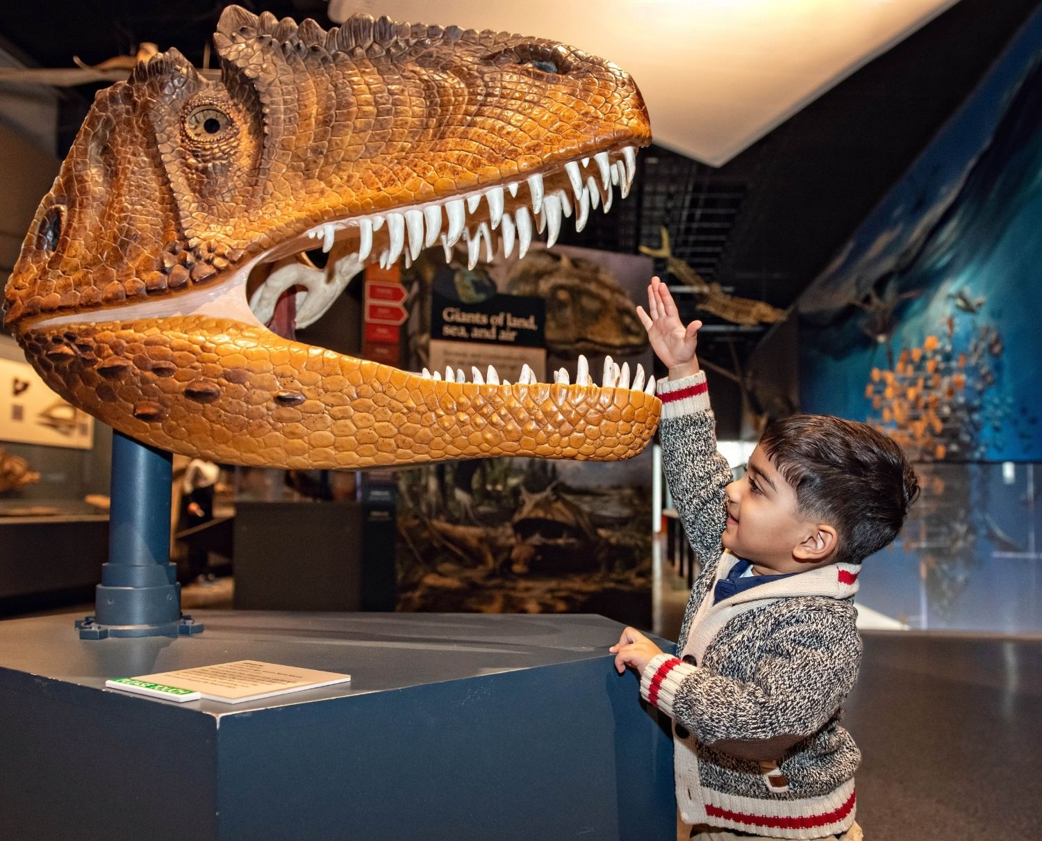 Young boy reaches toward a giant dinosaur head display at the University of Michigan Museum of Natural History’s Dinosaur Discovery.