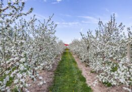 best things to do with detroit kids spring