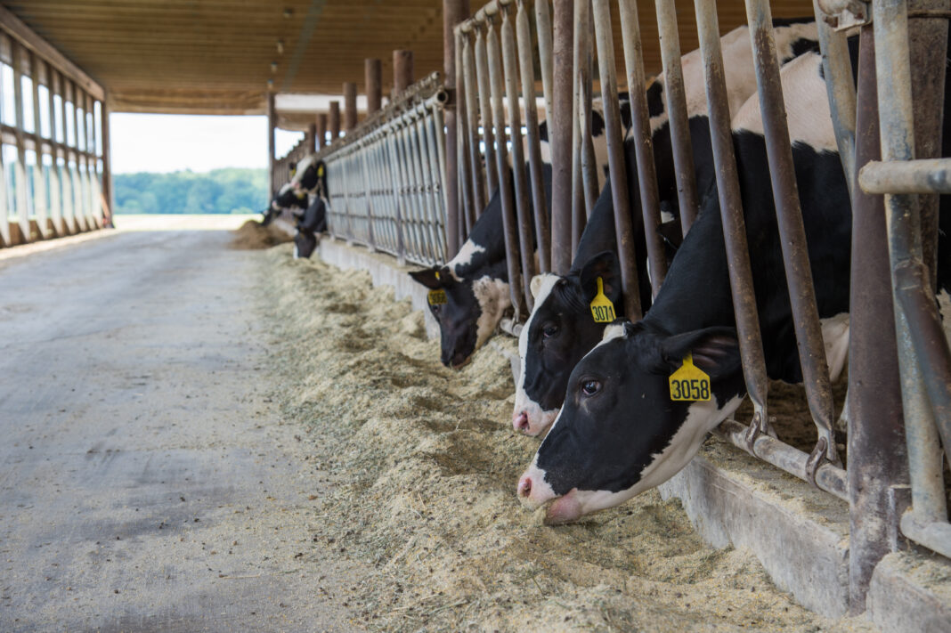 Crandall Cows Enjoying their Feed