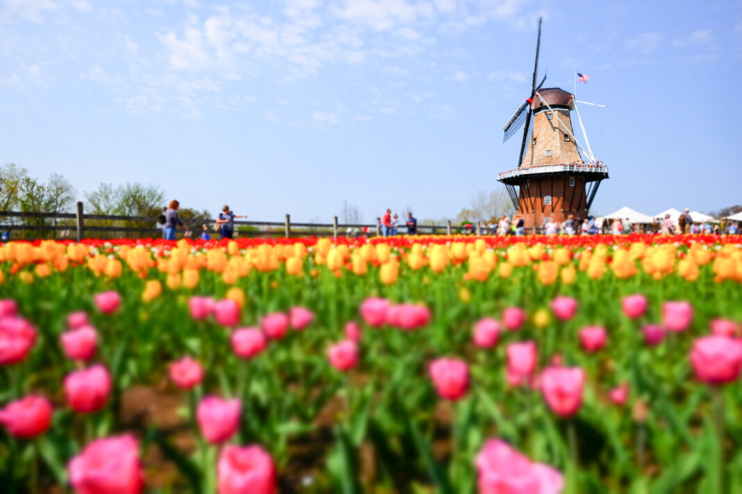 Tulip Field in Holland Michigan