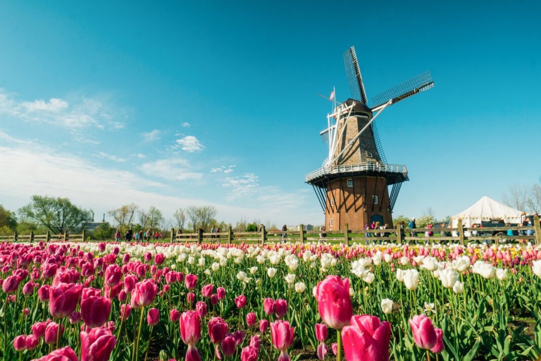 Tulip Field at Holland Michigan during the Warmer Months