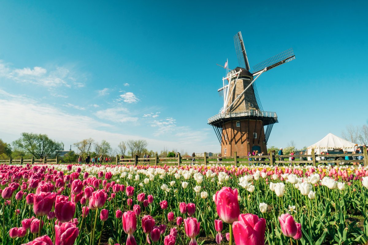 Tulip Field at Holland Michigan during the Warmer Months