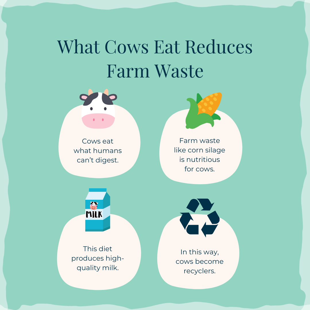 What Cows Eat and Why It Matters