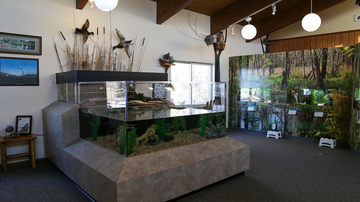 Interior exhibit at Lake St. Clair Nature Center in Macomb County featuring live aquatic displays and educational wildlife exhibits for kids and families.
