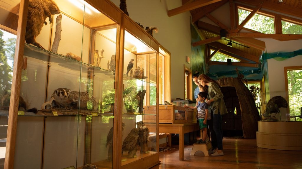 Family exploring interactive wildlife displays and taxidermy exhibits at Stony Creek Nature Center in Macomb County, surrounded by natural light and forest views.