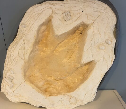 Dog Days and Dinosaurs at Nankin Mills Interpretive Center