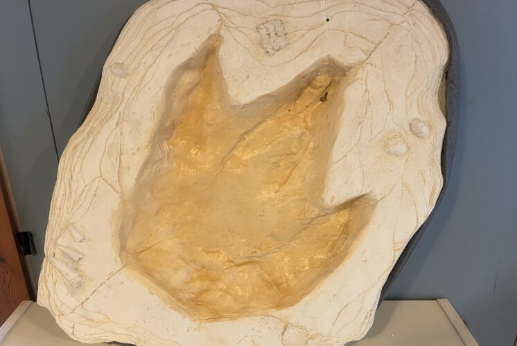 Dog Days and Dinosaurs at Nankin Mills Interpretive Center