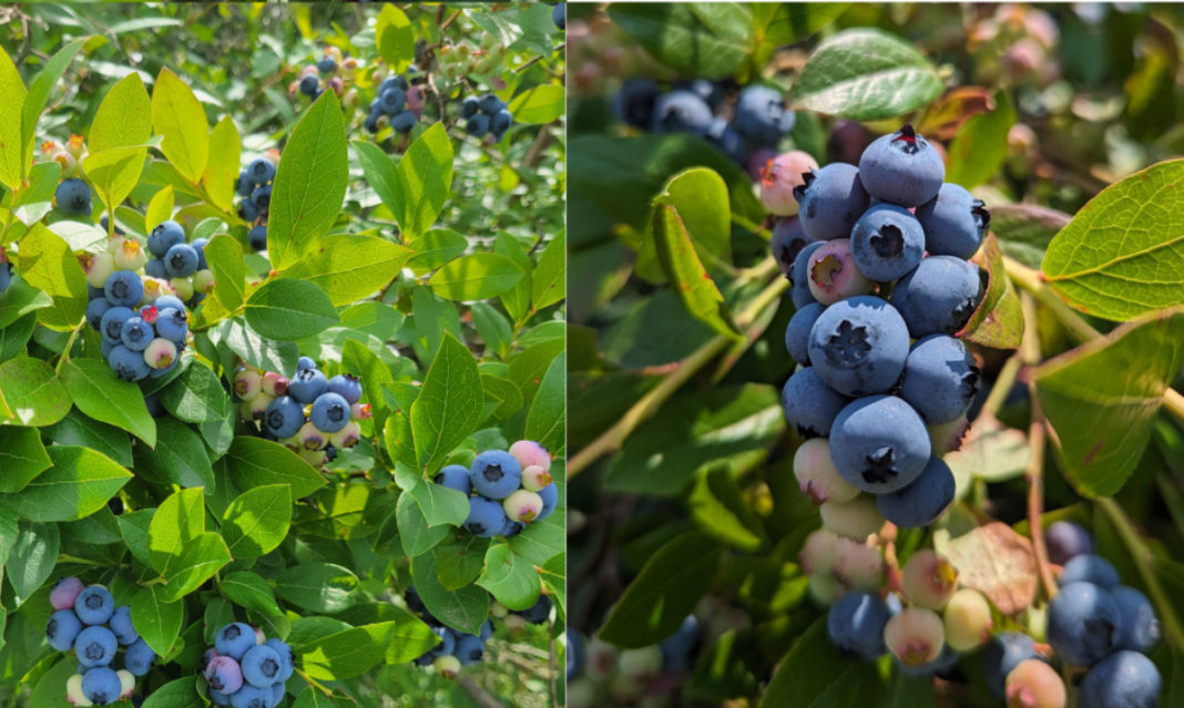 Blueberry picking near detroit