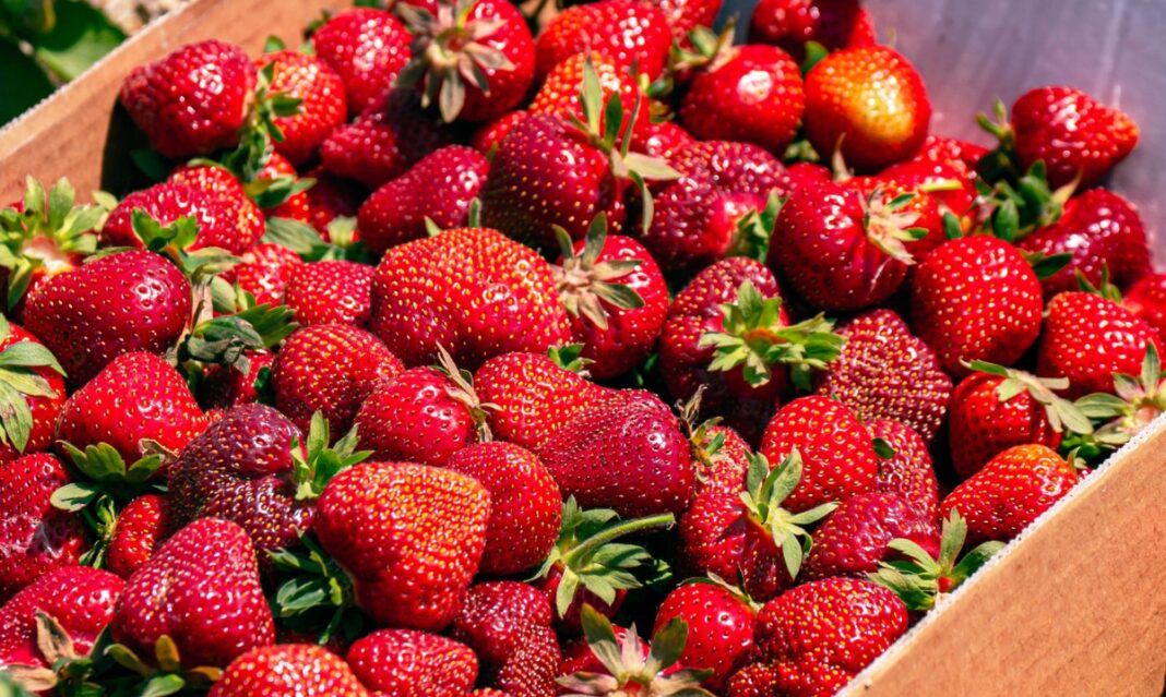 Strawberry festival blake farms