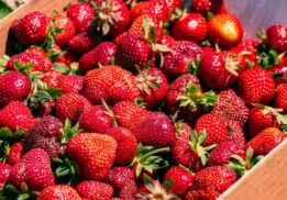 Strawberry festival blake farms