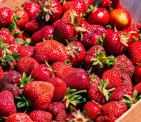 Strawberry festival blake farms