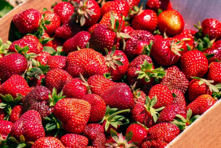 Strawberry festival blake farms