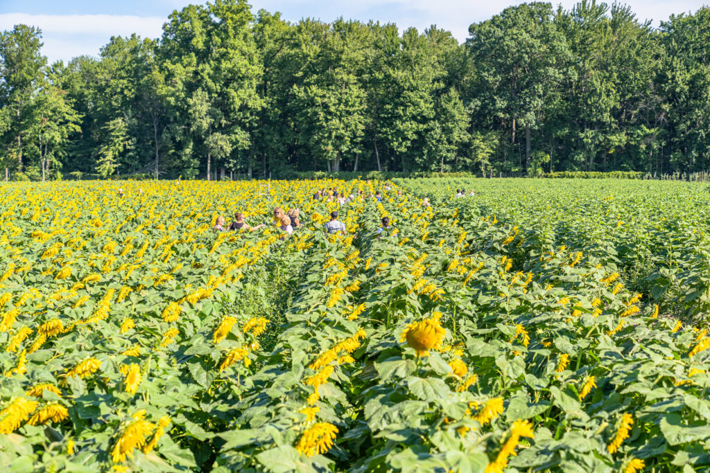 Sunflower fields near detroit blake farms