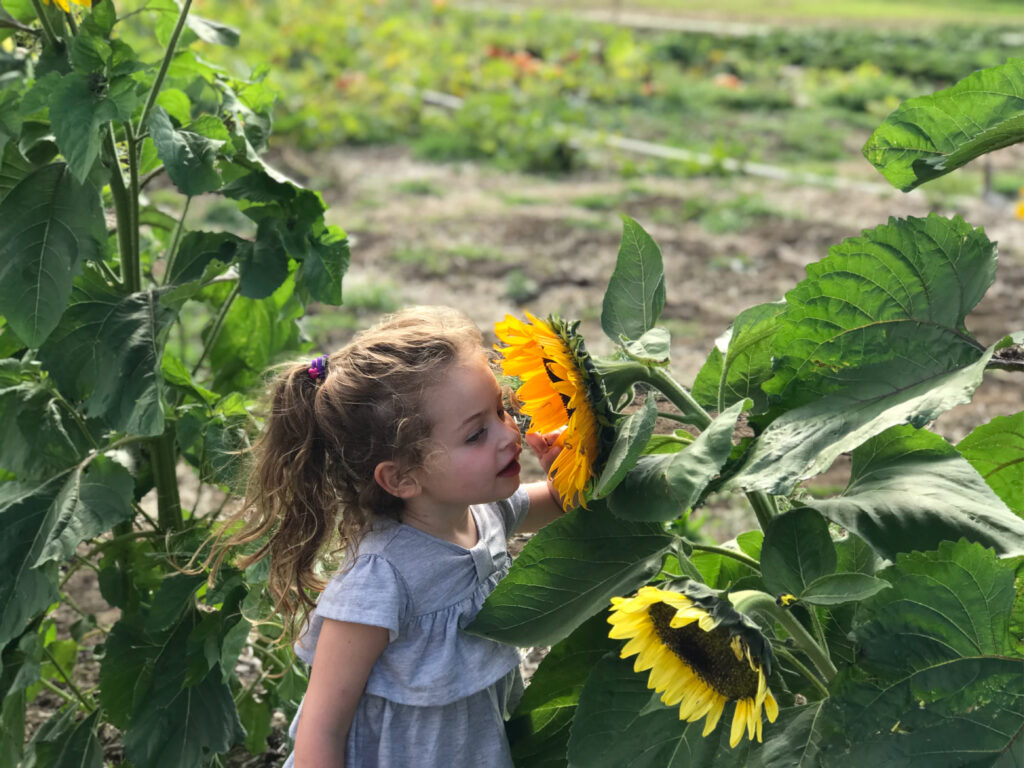 Sunflower fields near detroit