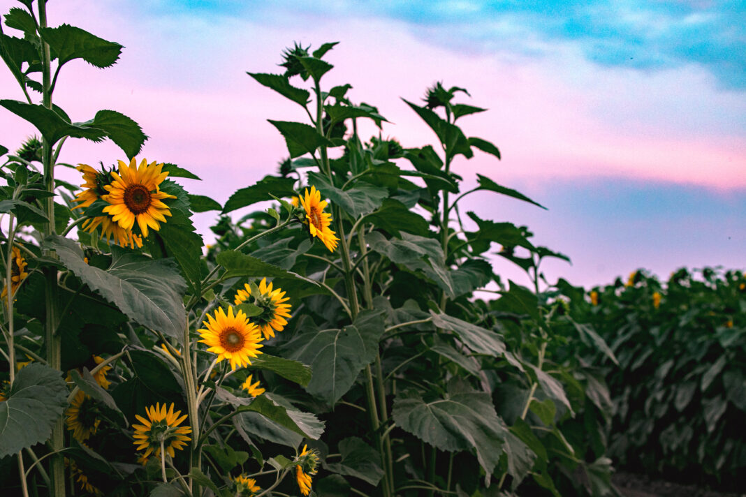 Sunflower fields near detroit