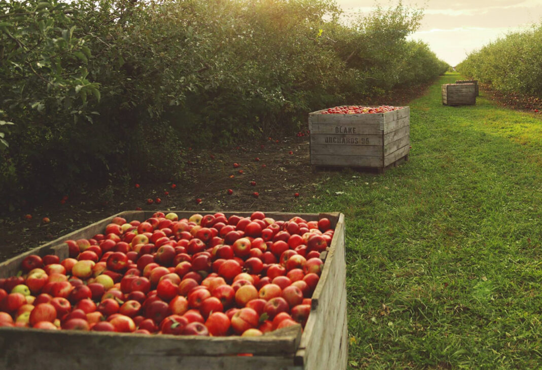 apple orchards near detroit