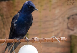 Waterloo Recreation Area