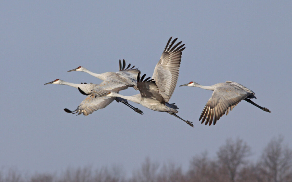 Sandhill Cranes