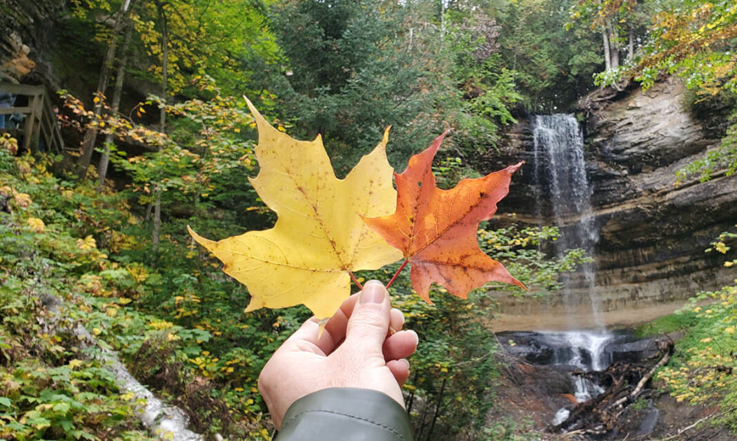 Woman Holds Autumn Leaves by Munising Falls Pictured Rocks Michigan