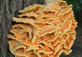 a photo of a yellow-orange mushroom