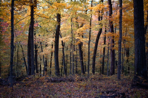 Forest Brown County Indiana