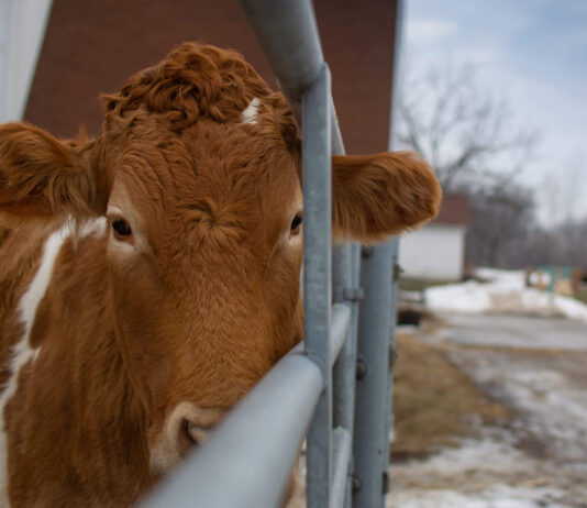 Guided Farm Tours at Wolcott Mill Metropark Huron-Clinton Metroparks