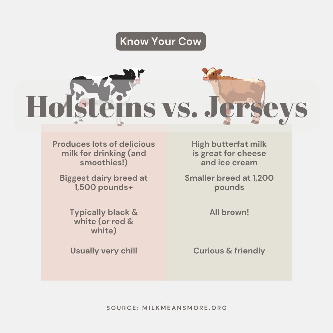 Holsteins and Jerseys cows