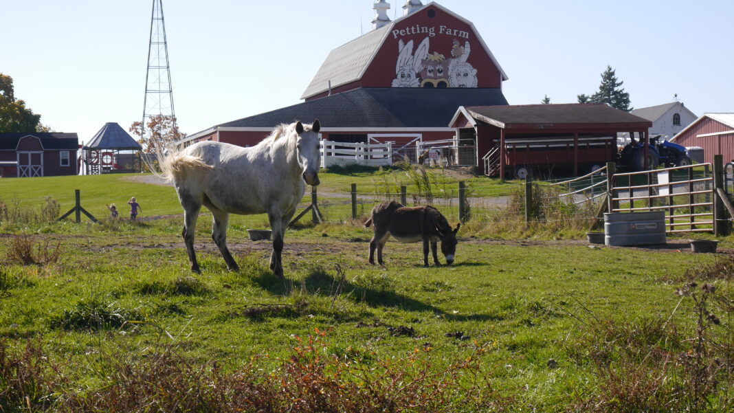 A horse and donkey grazing at Domino’s Farm in Ann Arbor, a favorite family-friendly destination for kids to learn about animals and farming.