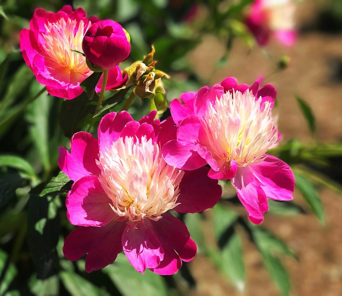 Vibrant pink and white peonies in bloom at the Nichols Arboretum Peony Garden, a serene outdoor spot near the University of Michigan campus for family-friendly visits.