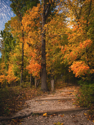 A scenic trail surrounded by vibrant autumn foliage Bird Hills Nature Area in Ann Arbor, perfect for family hikes and enjoying nature's beauty.