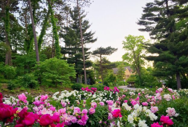 A beautiful view of the Peony Garden at Nichols Arboretum in Ann Arbor, featuring vibrant pink and white blooms surrounded by lush greenery, a perfect family-friendly destination.