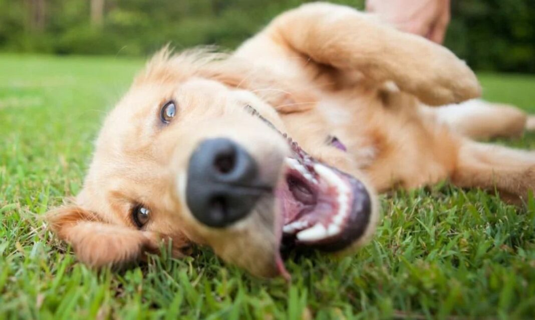 Most Popular Dog Breeds in America