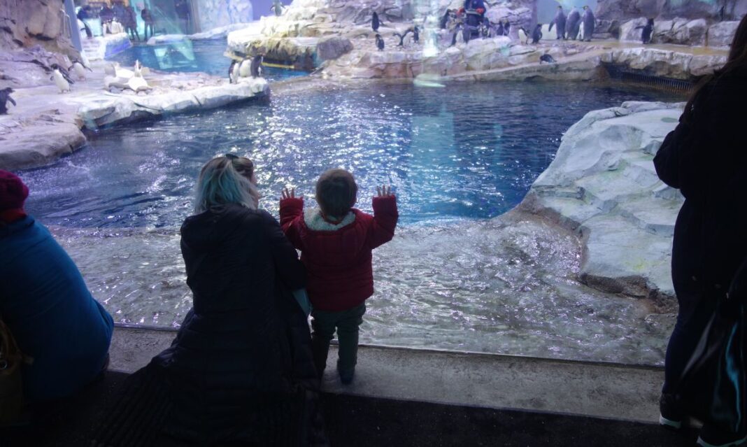 A young child in a red coat excitedly watching penguins swim and waddle at the Detroit Zoo's Polk Penguin Conservation Center, showcasing one of the best indoor animal experiences in Detroit.