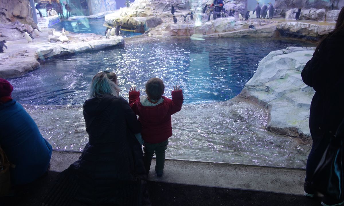 A young child in a red coat excitedly watching penguins swim and waddle at the Detroit Zoo's Polk Penguin Conservation Center, showcasing one of the best indoor animal experiences in Detroit.