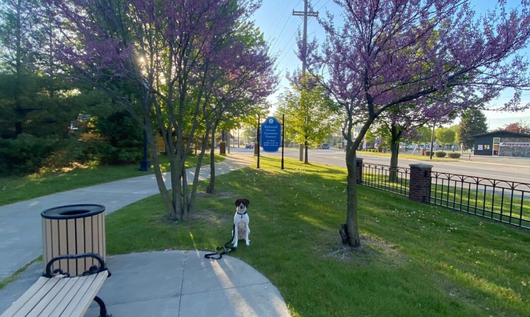 A peaceful park in downtown Richmond, MI, featuring blooming trees with purple flowers, a walking path, and a bench. A dog sits attentively on the grass in the golden evening sunlight, adding to the pet-friendly atmosphere of the scenic location.