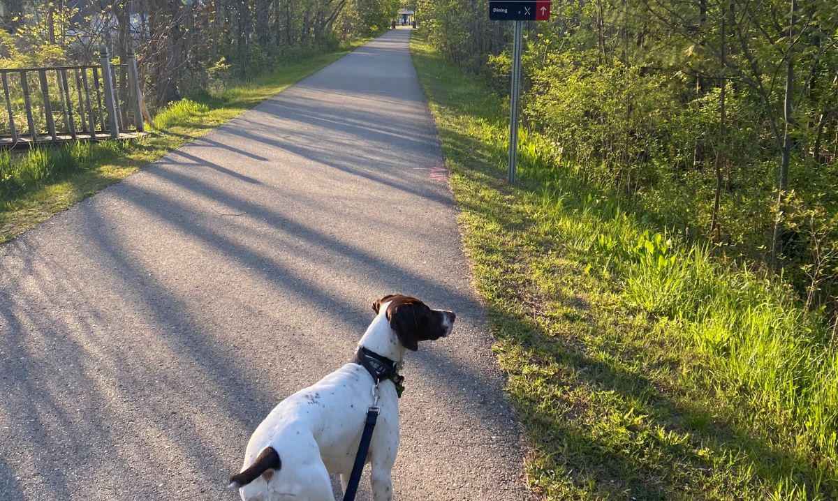 A dog on a leash walks along a scenic paved nature trail in downtown Richmond, MI, surrounded by lush greenery. The evening sunlight casts long shadows, creating a peaceful and inviting atmosphere for outdoor activities.