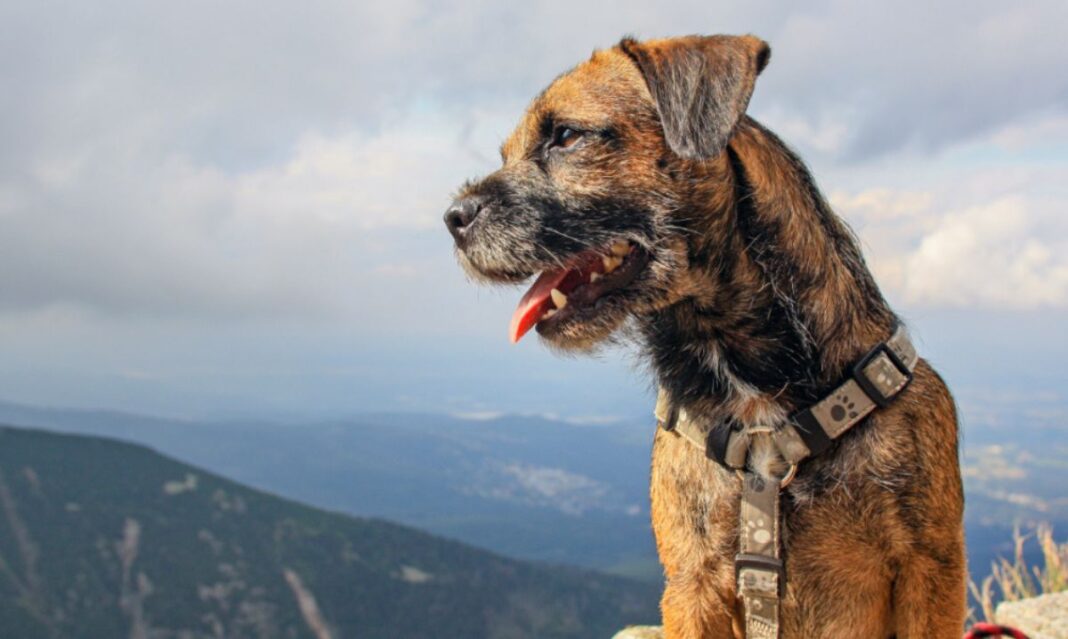 A Border Terrier wearing a harness enjoys a scenic mountain view under a partly cloudy sky. Discover the most popular dog names in Michigan and find the perfect name for your furry friend.