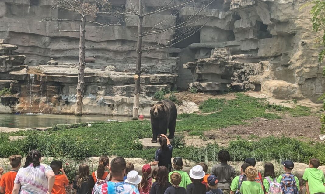 A group of children from a summer camp in Royal Oak watch a bear at the zoo, engaging in an educational wildlife experience with a camp guide.