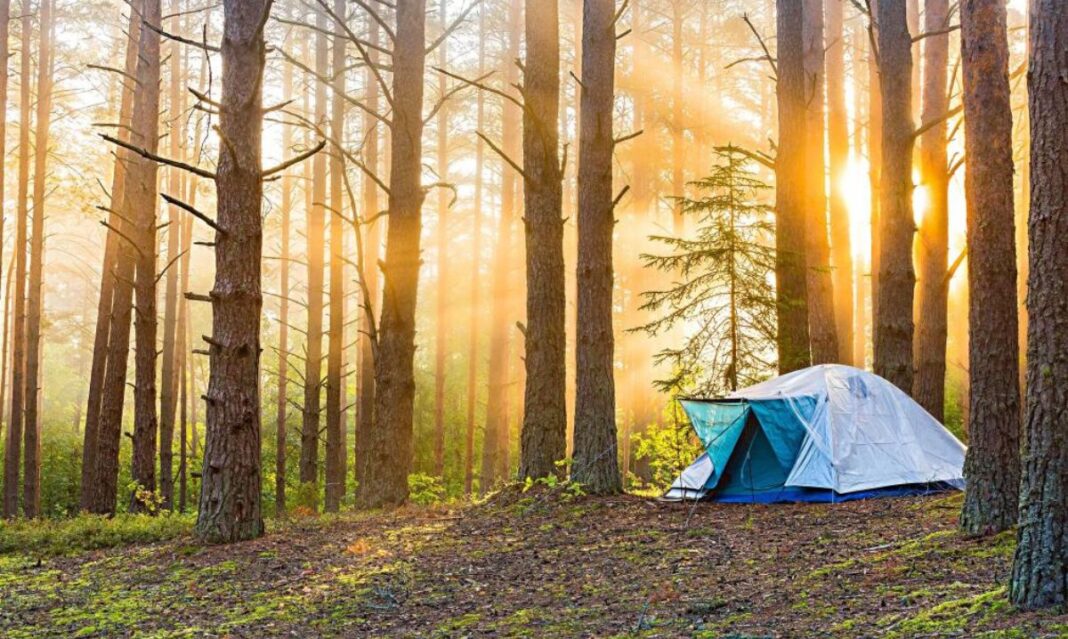 Tent set up in a peaceful forest with sunlight streaming through the trees, representing year-round camping in Michigan's Huron-Manistee National Forests.