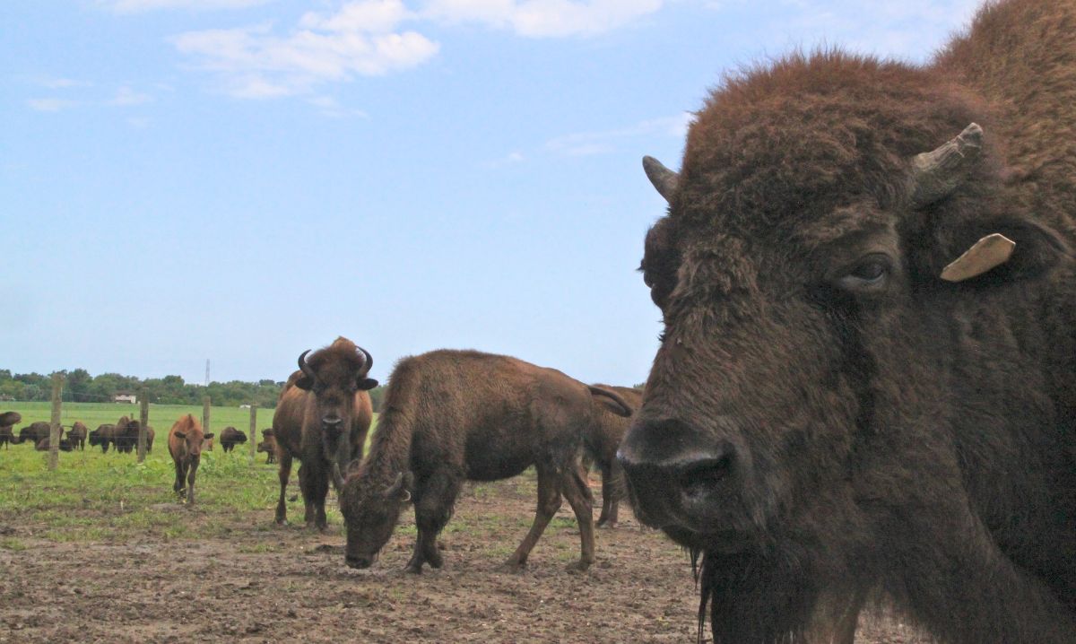 Close-up of an American bison with a herd grazing in the background at Indiana Dunes National Park, showcasing native Midwest wildlife.