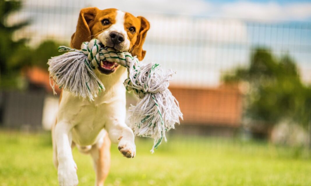 Beagle running with rope toy in mouth, representing the most popular dog names by breed for playful pups.