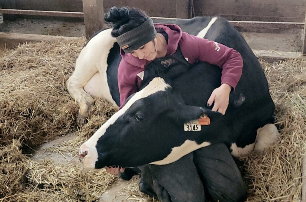 Dairy farmer sitting in straw and lovingly hugging a resting Holstein cow inside a barn.